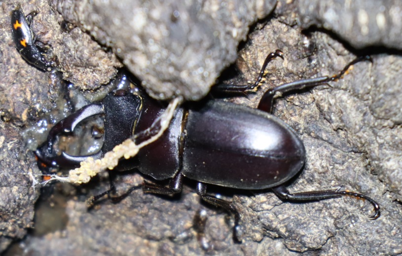 コクワガタ♂_No.3のクヌギ_クワガタ達のオアシス _2023年4月27日19時25分気温16.5度